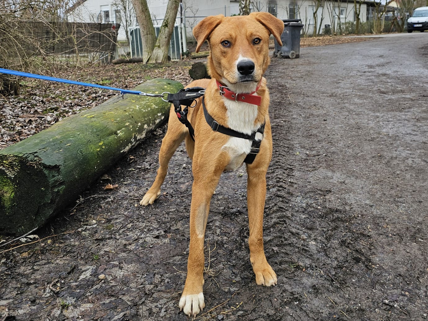 🐕 Unsere Hunde suchen eine neue Familie